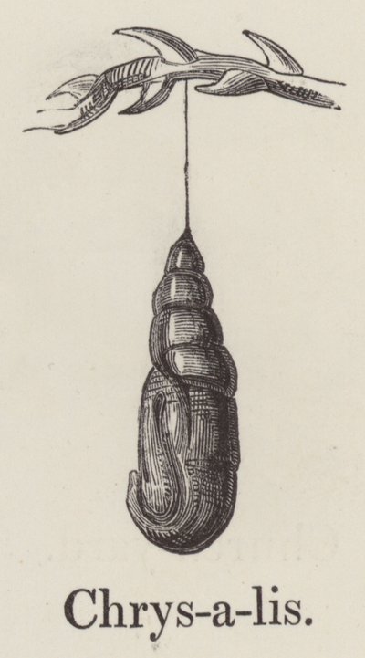 Chrysalis (gravure) door English School
