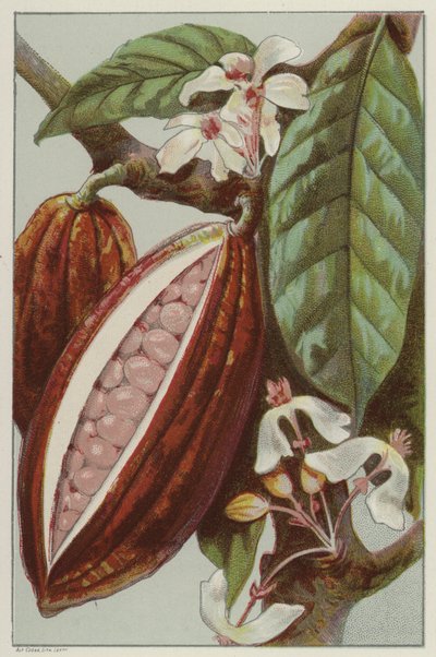 Cacaobloemen en -peulen, binnenkant van een peul door English School