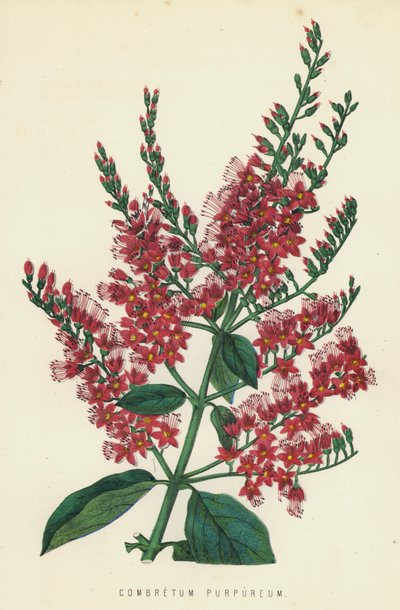 Combretum Purpureum door English School