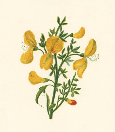 Brem, Cytisus Scoparius door English School