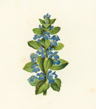 Kruipend Zenegroen, Ajuga Reptans door English School