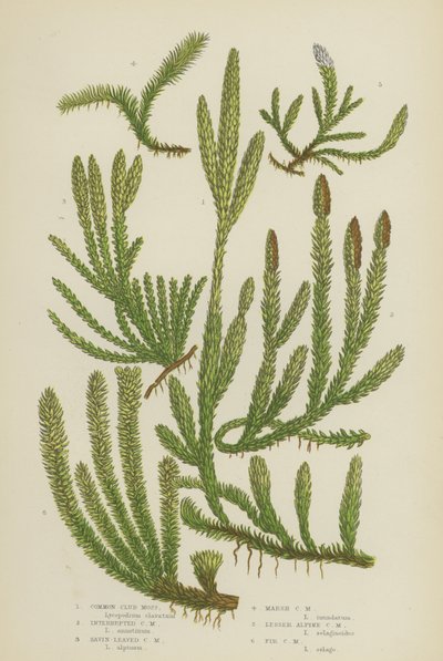 Gewone Wolfsklauw, Onderbroken Wolfsklauw, Jeneverbesbladige Wolfsklauw, Moeraswolfsklauw, Kleine Alpenwolfsklauw door English School