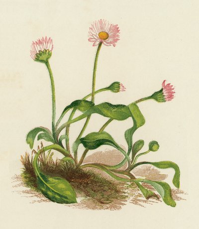 Madeliefje, Bellis Perennis door English School