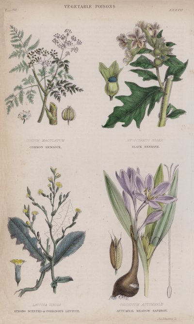 Gewone hemlock; Zwarte bilzekruid; Sterk geurende of giftige sla; Herfstkrokus door English School