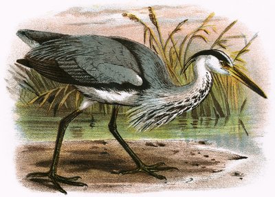 Gewone Reiger door English School