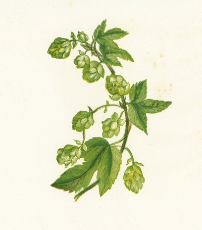 Hop, Humulus Lupulus door English School