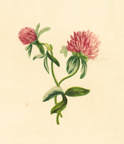 Gewone Rode Klaver, Trifolium Pratense door English School