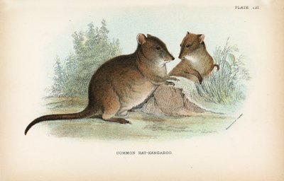 Gewone rat-kangoeroe door English School