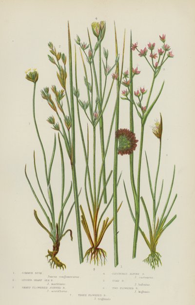 Gewone Riet, Kleine Scherpe Zee Riet, Scherp Gebloemde Gelede Riet, Geclusterde Alpen Riet, Pad Riet door English School