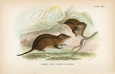 Gewone Driegestreepte Opossum door English School