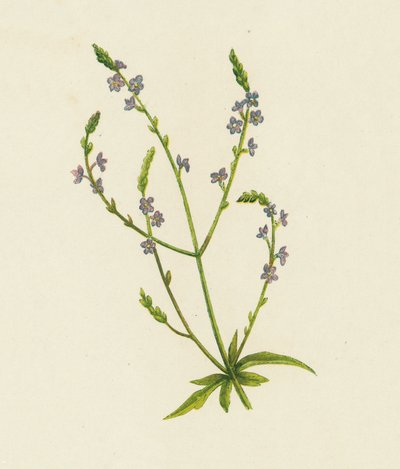 Gewone IJzerhard, Verbena Officinalis door English School