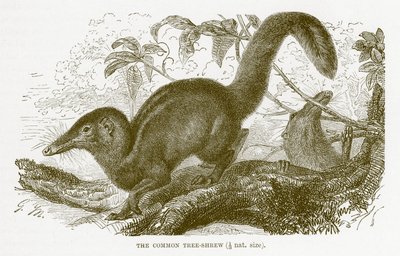 Gewone boomspitsmuis, illustratie uit The Royal Natural History door English School