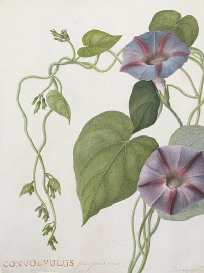 Convolvulus Purpurus door English School