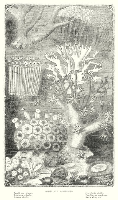 Koraal en Madrepore (gravure) door English School
