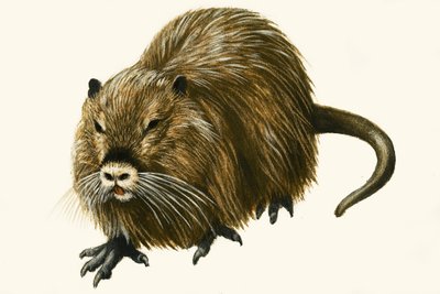 Coypu door English School