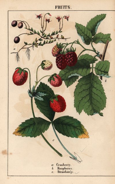 Veenbes, framboos en aardbei, uit 