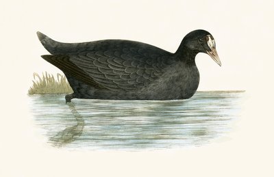 Kuifkoet, illustratie uit 