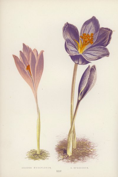 Crocus Nudiflorus; C Speciosus (kleur litho) door English School