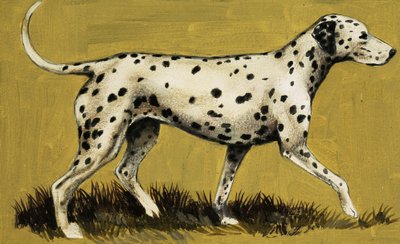 Dalmatische hond door English School