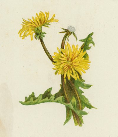 Paardenbloem, Leontodon Taraxacum door English School