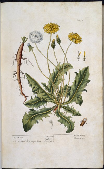 Paardenbloem, uit 