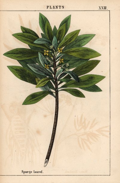 Daphne laureola of Spurge-laurier, uit 