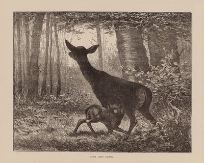 Hert en reekalf (gravure) door English School