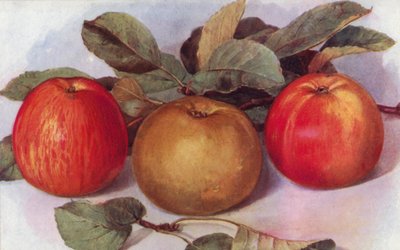 Dessertappels (kleur litho) door English School
