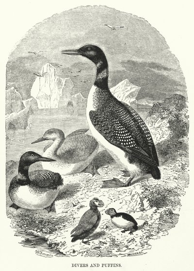 Duikers en papegaaiduikers (gravure) door English School