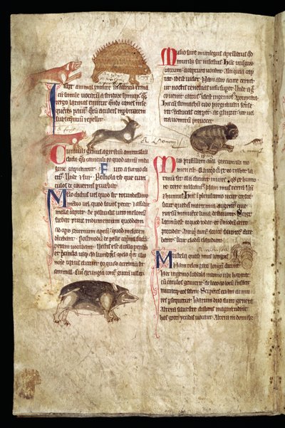 Hond die een stekelvarken achtervolgt, Vos die een konijn achtervolgt, Kat die een muis achtervolgt etc., Engels Bestiarium, begin 13e eeuw (perkament) door English School