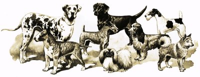 Honden door English School