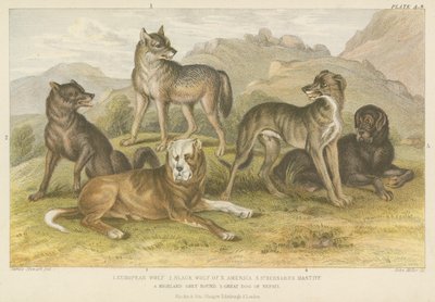 Honden en wolven door English School