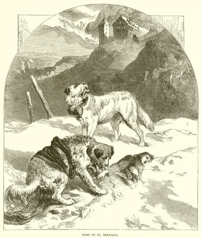 Honden van St. Bernard door English School
