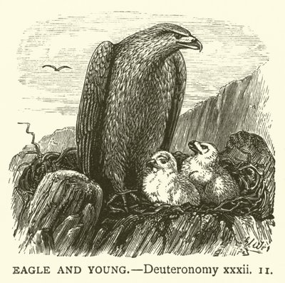 Adelaar en Jong, Deuteronomium, xxxii door English School