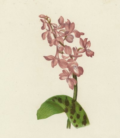 Vroege Paarse Orchis, Orchis Mascula door English School