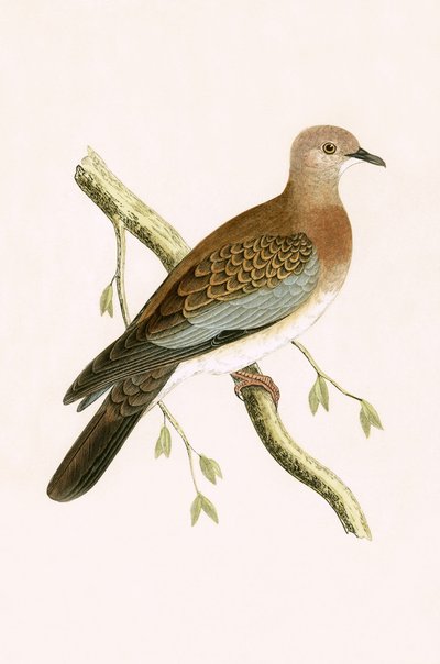 Egyptische Tortelduif, illustratie uit 