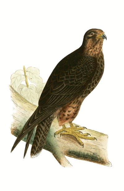 Eleonora Valk, illustratie uit 