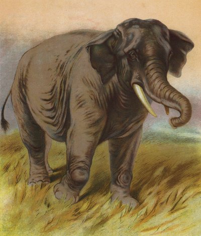 Olifant door English School