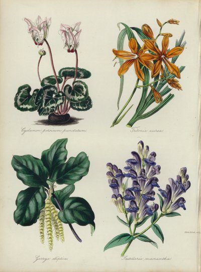 Engelse bloementuin: Cyclamen persicum punctatum, Tritonia aurea, Garrya elliptica, Scutellaria macrantha door English School