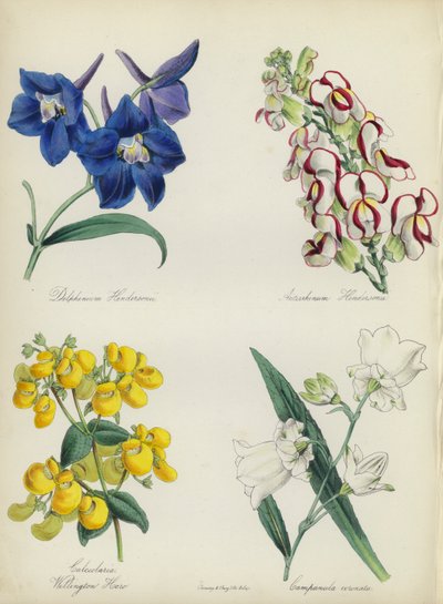 Engelse Bloementuin: Delphinium Hendersonu, Antirrhinum Hendersonu, Calceolaria Wellinton Hoero, Campanula coronata door English School