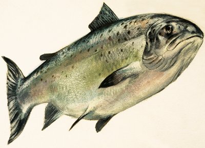Vrouwelijke zalm door English School