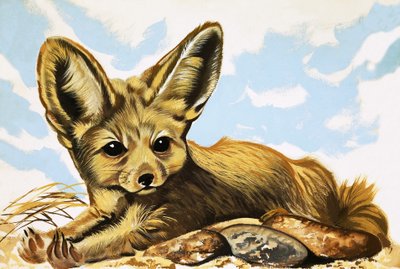 Fennec door English School