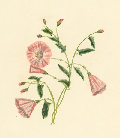 Akkerwinde, Convolvulus Arvensis door English School