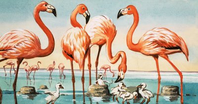 Flamingo