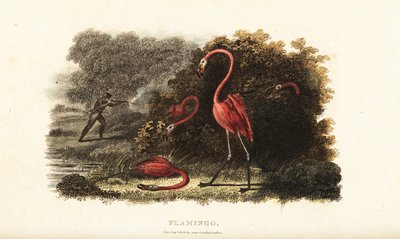 Flamingo