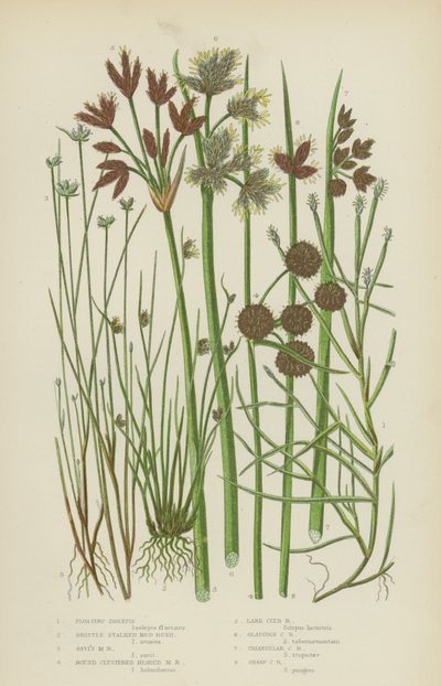 Drijvende Isolepis, Borstelstengelmodder, Savi