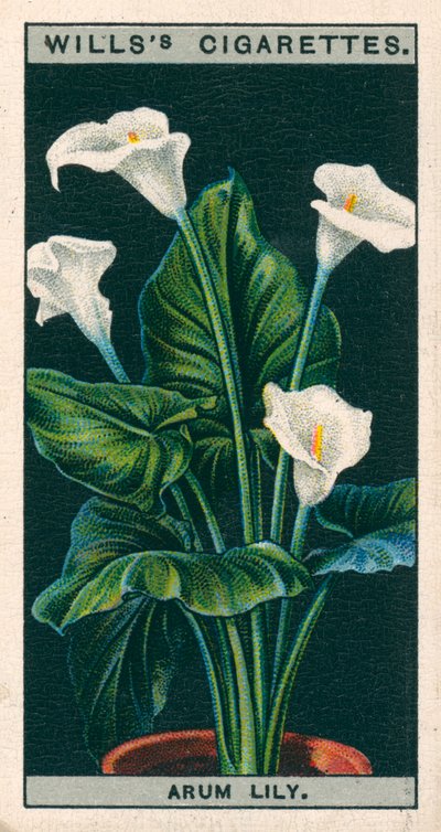 Bloementeelt in potten: Aronskelk of Richardia (chromolitho) door English School