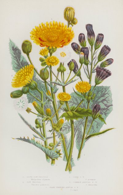 Bloeiende Planten van Groot-Brittannië: Blauwe Melkdistel, Melkdistel, Korenmelkdistel, Gewone Jaarlijkse Melkdistel, Scherpe Franje Jaarlijkse Melkdistel door English School