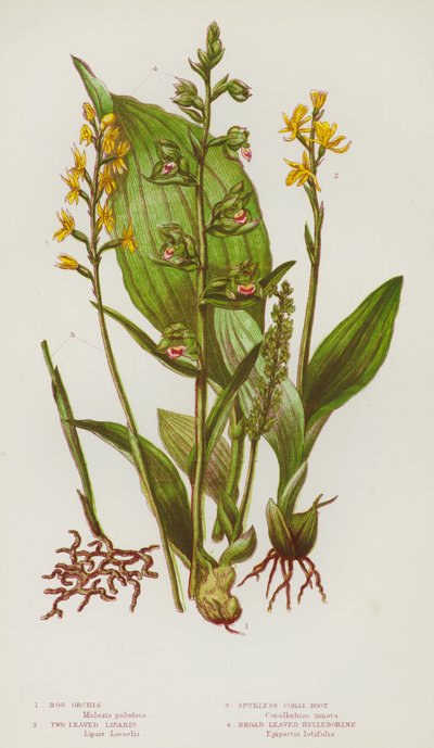 Bloeiende Planten van Groot-Brittannië: Moerasorchis, Tweebladige Liparis, Spoorloze Koraalwortel, Breedbladige Helleborine door English School