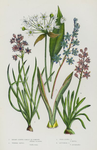 Bloeiende planten van Groot-Brittannië: Breedbladige knoflook of daslook, Voorjaarskrokus, Tweebladige krokus, Herfstkrokus door English School